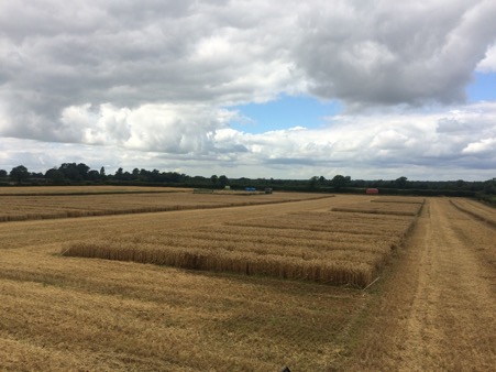 Cereal ploys ready to be harvested at Lyons Farm